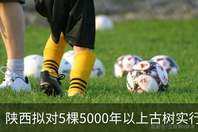 陕西拟对5棵5000年以上古树实行特殊保护
